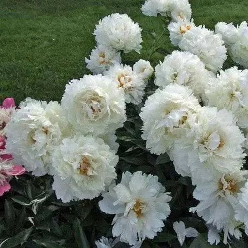 Cream peony poppy Seeds - GIANT DOUBLE  FLOWERS ! - Caribbean garden seed