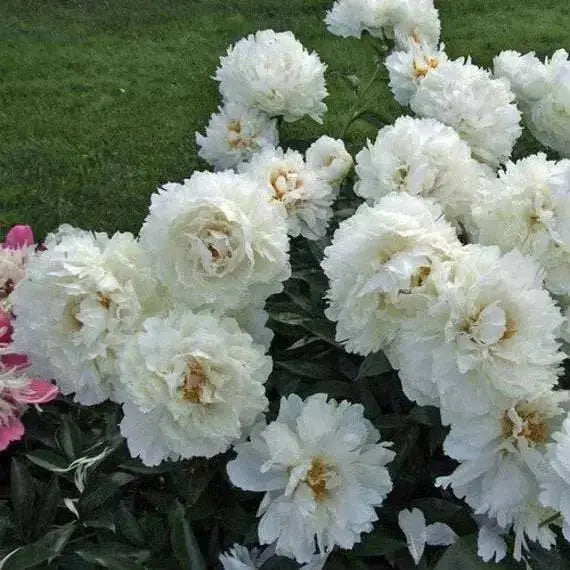 Cream peony poppy Seeds - GIANT DOUBLE  FLOWERS ! - Caribbean garden seed