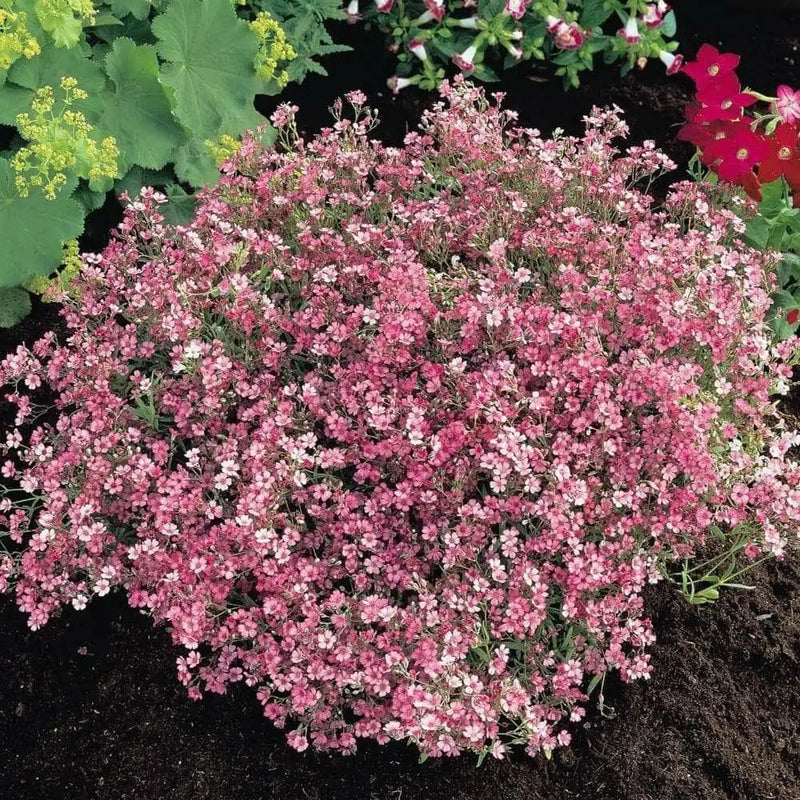 Creeping Baby's Breath Flowers Seeds,ROSE Gypsophila repens ,Perennial - Caribbean garden seed