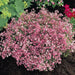 Creeping Baby's Breath Flowers Seeds,ROSE Gypsophila repens ,Perennial - Caribbean garden seed