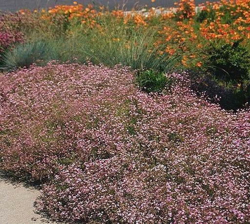 Creeping Baby's Breath Flowers Seeds,ROSE Gypsophila repens ,Perennial - Caribbean garden seed