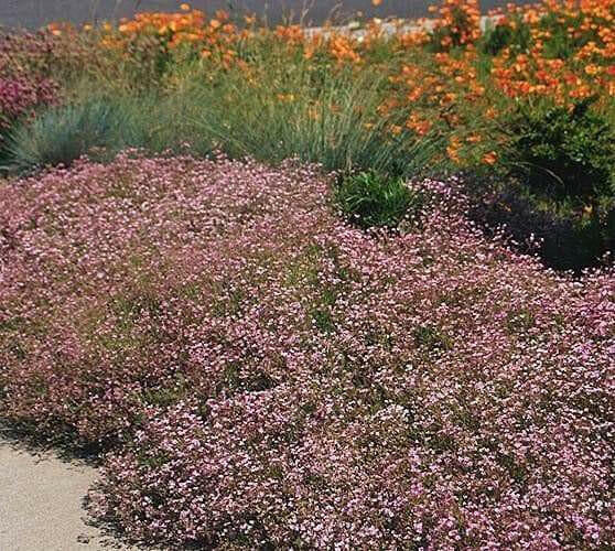 Creeping Baby's Breath Flowers Seeds,ROSE Gypsophila repens ,Perennial - Caribbean garden seed