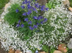 Creeping Baby's Breath Flowers Seeds - WHITE . - Caribbean garden seed