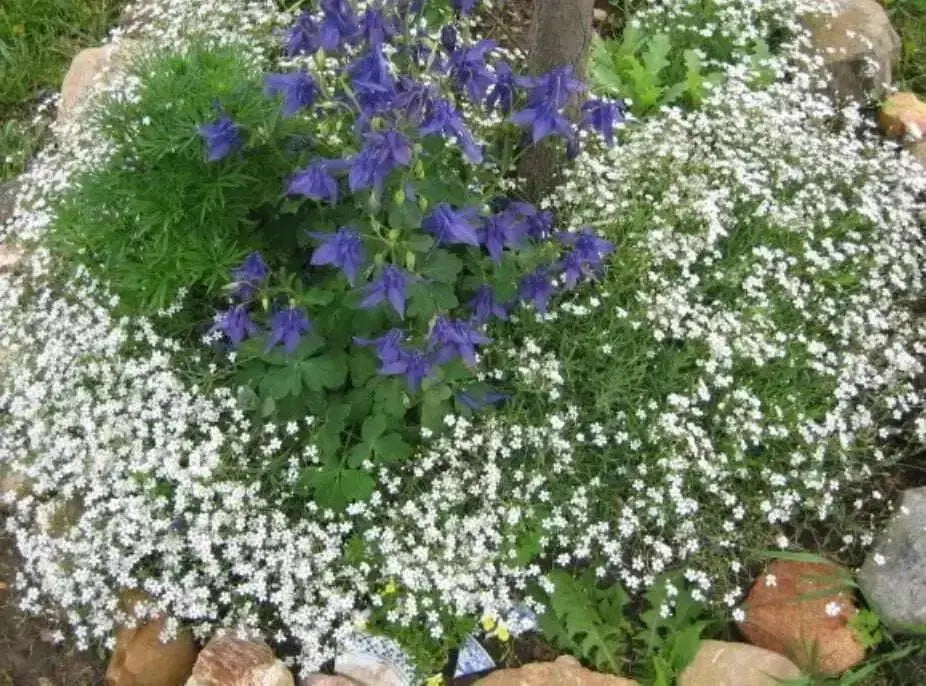 Creeping Baby's Breath Flowers Seeds - WHITE . - Caribbean garden seed