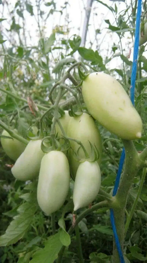 Cream Sausage Tomato Seeds,Rich, tart, sweet flavor! Heirloom variety- Organic ! - Caribbean garden seed