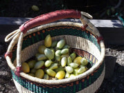 Cream Sausage Tomato Seeds,Rich, tart, sweet flavor! Heirloom variety- Organic ! - Caribbean garden seed