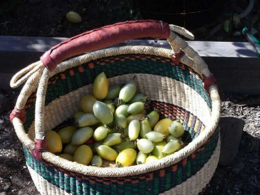 Cream Sausage Tomato Seeds,Rich, tart, sweet flavor! Heirloom variety- Organic ! - Caribbean garden seed