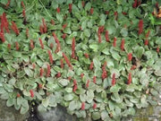 Creeping rhubarb (10 seeds) Groundcover Perennial.