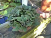 Creeping rhubarb (10 seeds) Groundcover Perennial.