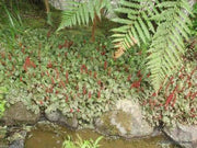 Creeping rhubarb (10 seeds) Groundcover Perennial.