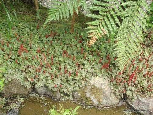 Creeping rhubarb (10 seeds) Groundcover Perennial.