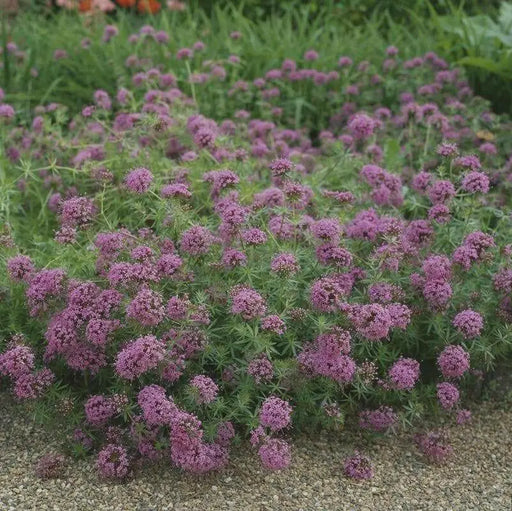 Creeping Crossworts Seeds ,Phuopsis Crucianella stylosa, pink flowers, fast growing ground cover - Caribbean garden seed