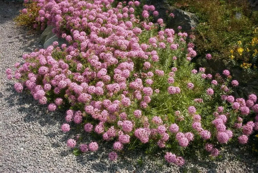 Creeping Crossworts Seeds ,Phuopsis Crucianella stylosa, pink flowers, fast growing ground cover - Caribbean garden seed