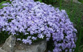 Creeping phlox , 3 live plant - Caribbean garden seed
