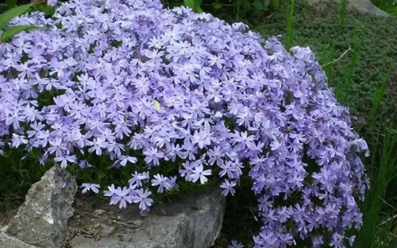 Creeping phlox , 3 live plant - Caribbean garden seed