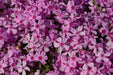 Creeping phlox , 3 live plant - Caribbean garden seed