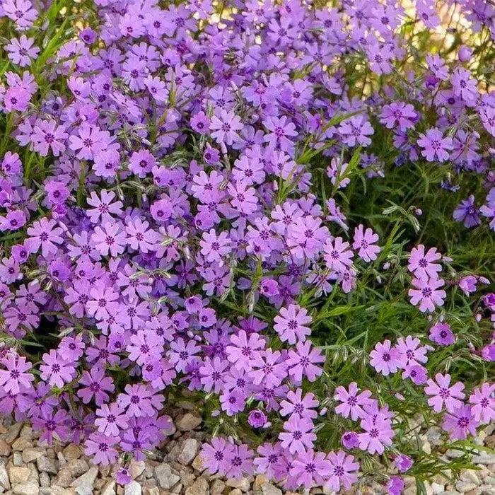 Creeping phlox , 3 live plant - Caribbean garden seed