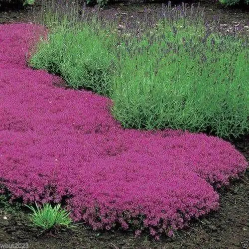 Creeping Thyme Seeds , Perennial Ground cover - Caribbean garden seed
