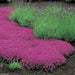 Creeping Thyme Seeds , Perennial Ground cover - Caribbean garden seed