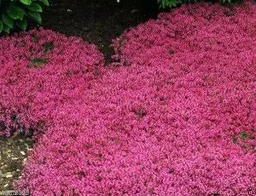 Creeping Thyme Seeds , Perennial Ground cover - Caribbean garden seed