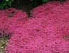 Creeping Thyme Seeds , Perennial Ground cover - Caribbean garden seed