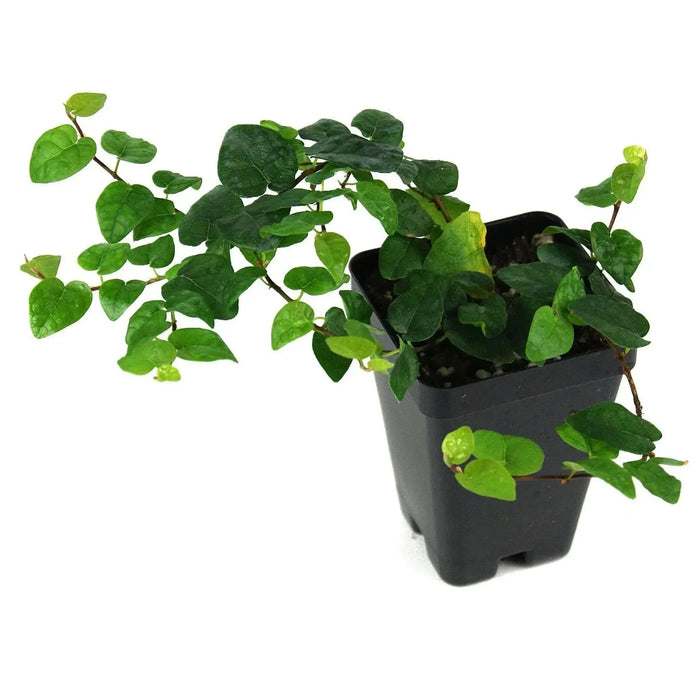 creeping fig vine, 2 live starter plant, perennial - Caribbean garden seed