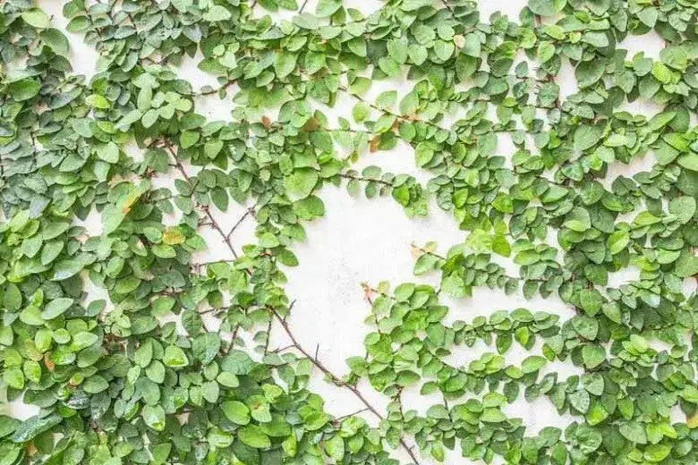 creeping fig vine, 2 live starter plant, perennial - Caribbean garden seed