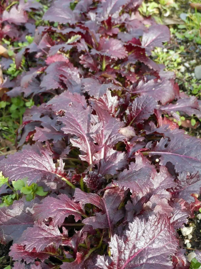 CRIMSON RED,JAPANESE Mustard Seeds- Asian Vegetable - Caribbean garden seed
