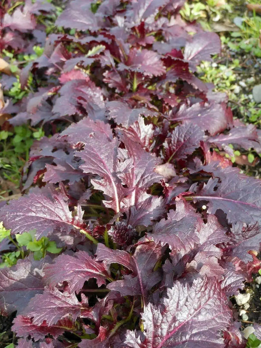 CRIMSON RED,JAPANESE Mustard Seeds- Asian Vegetable - Caribbean garden seed