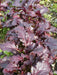 CRIMSON RED,JAPANESE Mustard Seeds- Asian Vegetable - Caribbean garden seed