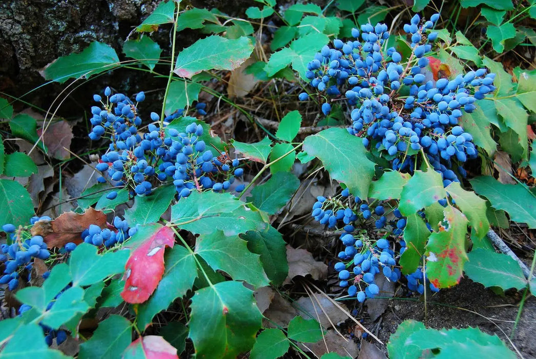 Creeping Barberry SEEDS, (Mahonia repens ) FLOWERS VINE - Caribbean garden seed