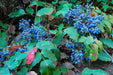 Creeping Barberry SEEDS, (Mahonia repens ) FLOWERS VINE - Caribbean garden seed