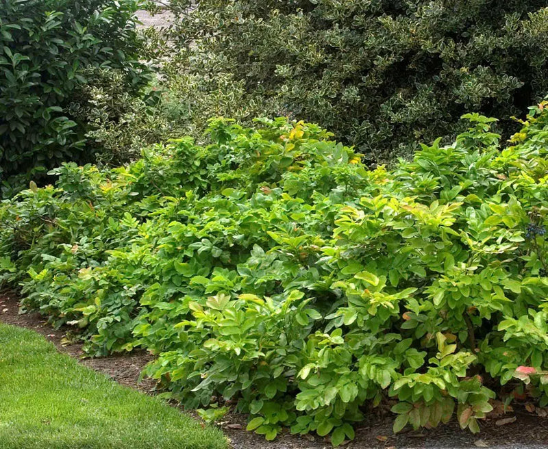 Creeping Barberry SEEDS, (Mahonia repens ) FLOWERS VINE - Caribbean garden seed