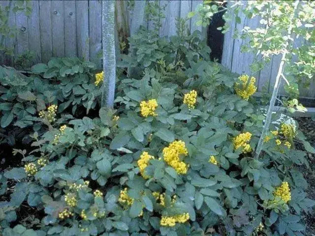 Creeping Barberry SEEDS, (Mahonia repens ) FLOWERS VINE - Caribbean garden seed