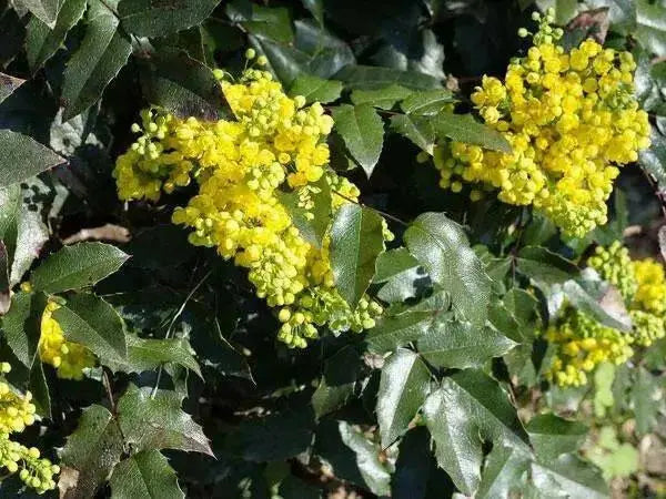 Creeping Barberry SEEDS, (Mahonia repens ) FLOWERS VINE - Caribbean garden seed