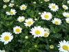 CREEPING DAISY SEED, ANNUAL FLOWERS - Caribbean garden seed