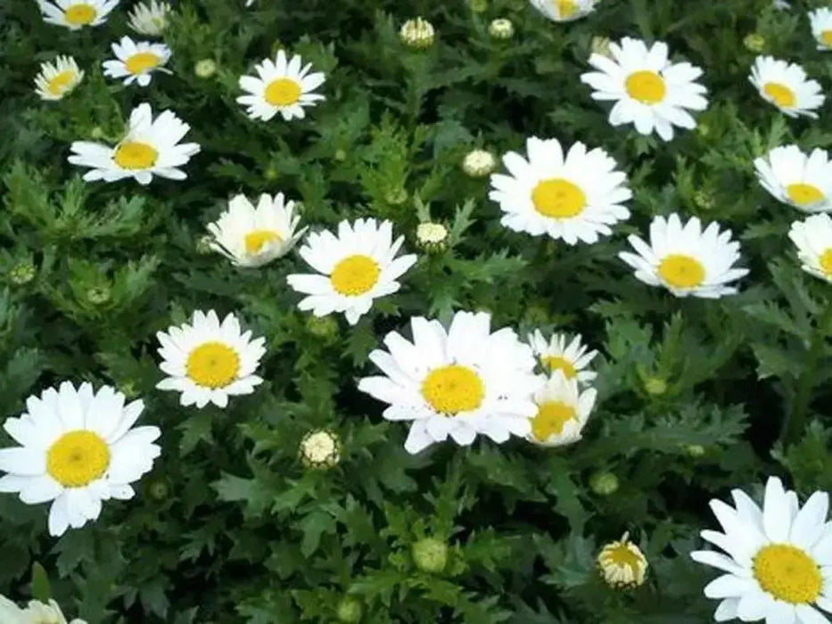 CREEPING DAISY SEED, ANNUAL FLOWERS - Caribbean garden seed