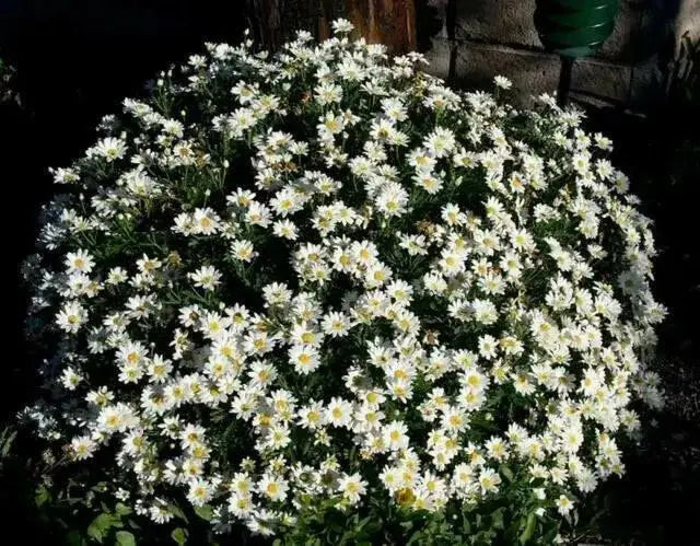 CREEPING DAISY SEED, ANNUAL FLOWERS - Caribbean garden seed