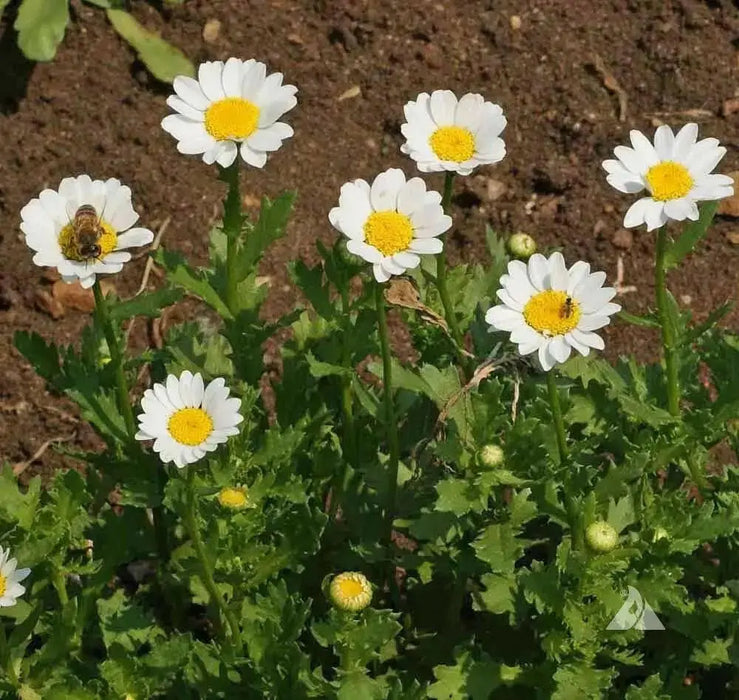CREEPING DAISY SEED, ANNUAL FLOWERS - Caribbean garden seed