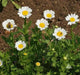 CREEPING DAISY SEED, ANNUAL FLOWERS - Caribbean garden seed