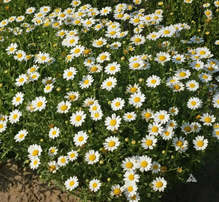 CREEPING DAISY SEED, ANNUAL FLOWERS - Caribbean garden seed