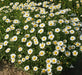 CREEPING DAISY SEED, ANNUAL FLOWERS - Caribbean garden seed