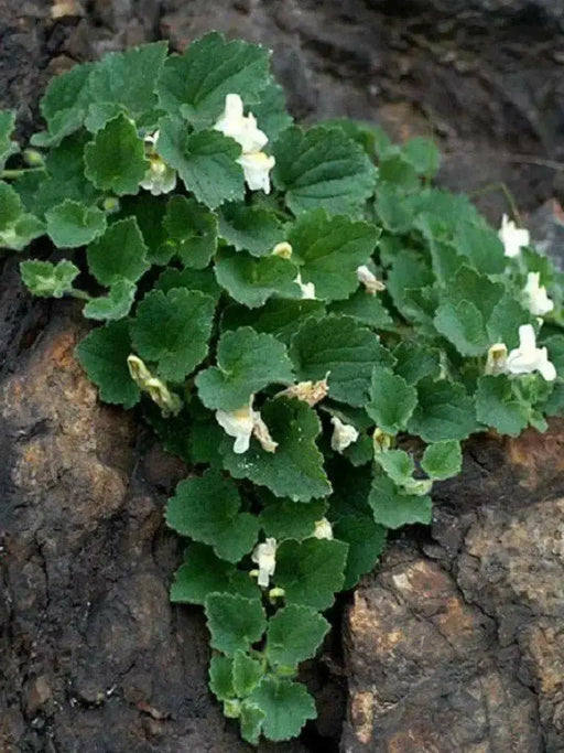 Creeping Snapdragon FLOWERS Seed, Asarina procumbens - Caribbean garden seed