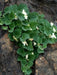 Creeping Snapdragon FLOWERS Seed, Asarina procumbens - Caribbean garden seed