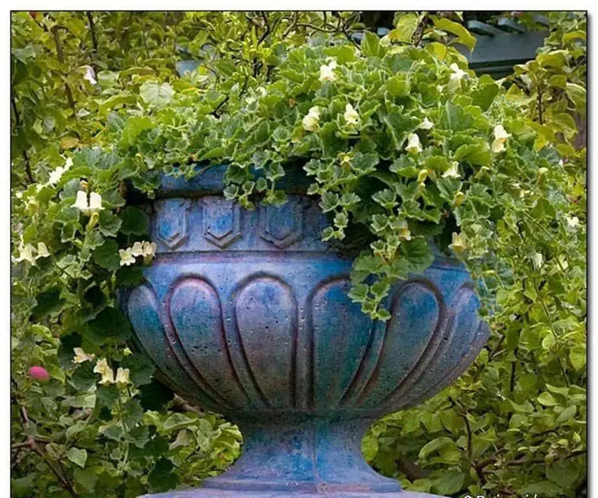 Creeping Snapdragon FLOWERS Seed, Asarina procumbens - Caribbean garden seed