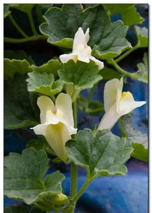 Creeping Snapdragon FLOWERS Seed, Asarina procumbens - Caribbean garden seed