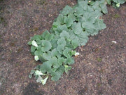 Creeping Snapdragon FLOWERS Seed, Asarina procumbens - Caribbean garden seed