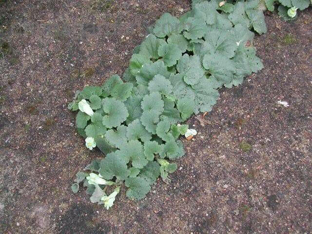 Creeping Snapdragon FLOWERS Seed, Asarina procumbens - Caribbean garden seed