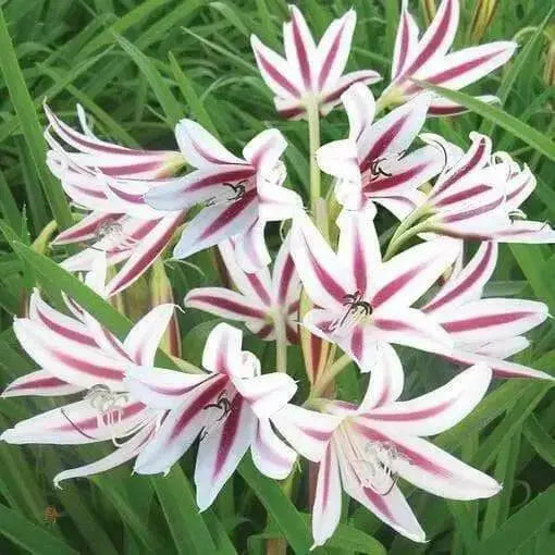Crinum Lily,Peppermint (1 Bulb) summer-blooming - Caribbean garden seed
