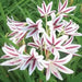 Crinum Lily,Peppermint (1 Bulb) summer-blooming - Caribbean garden seed